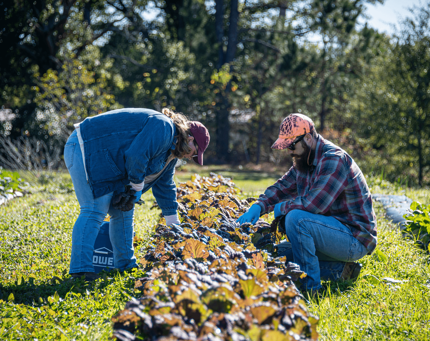 Students picking fresh vegetables. 